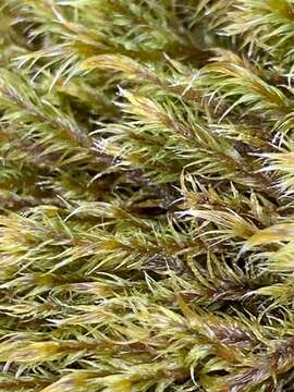 Image of Lawton's racomitrium moss