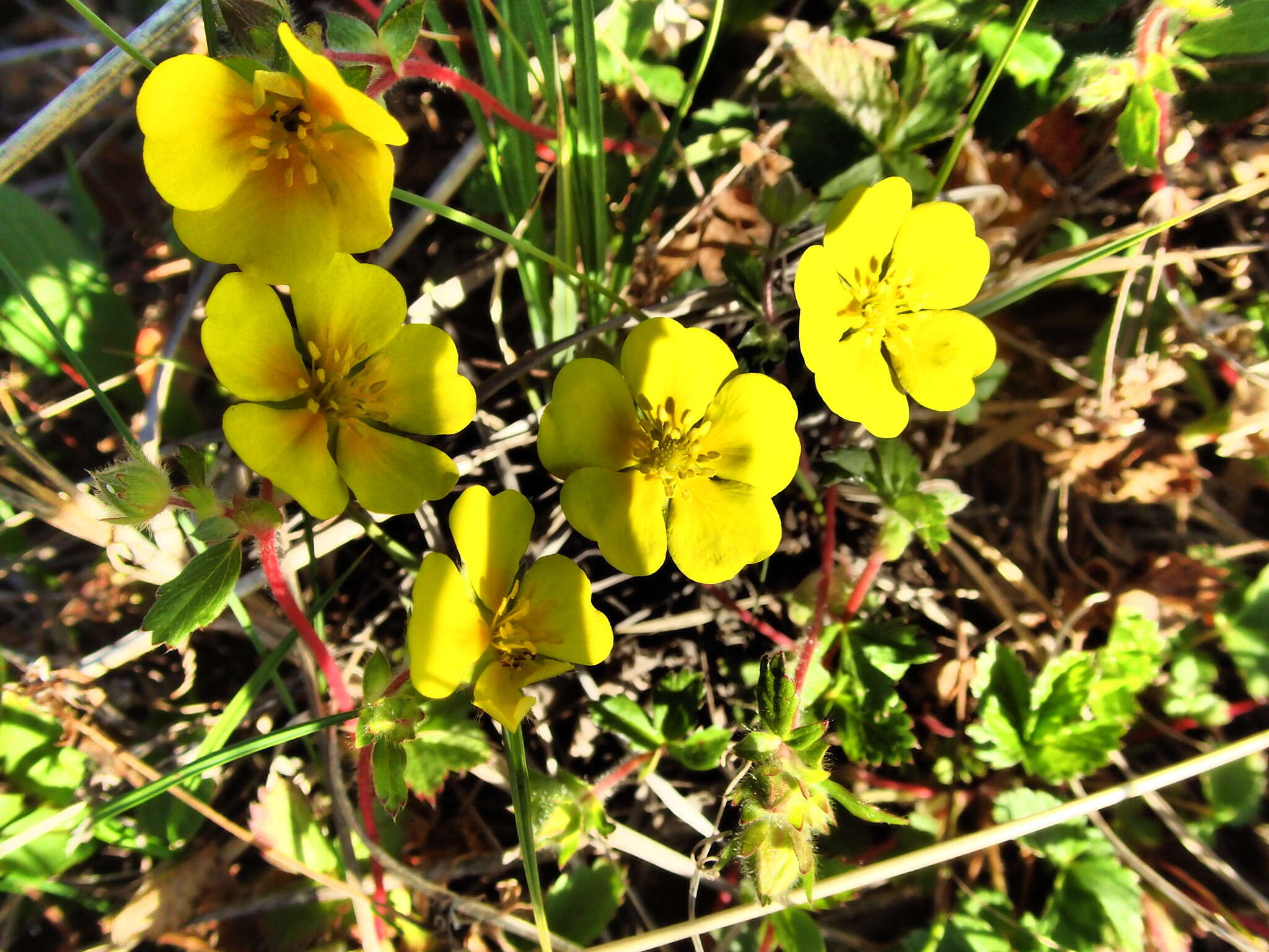 Imagem de Potentilla stolonifera Lehm. ex Ledeb.