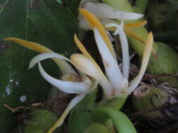 Image of Maxillaria ringens Rchb. fil.