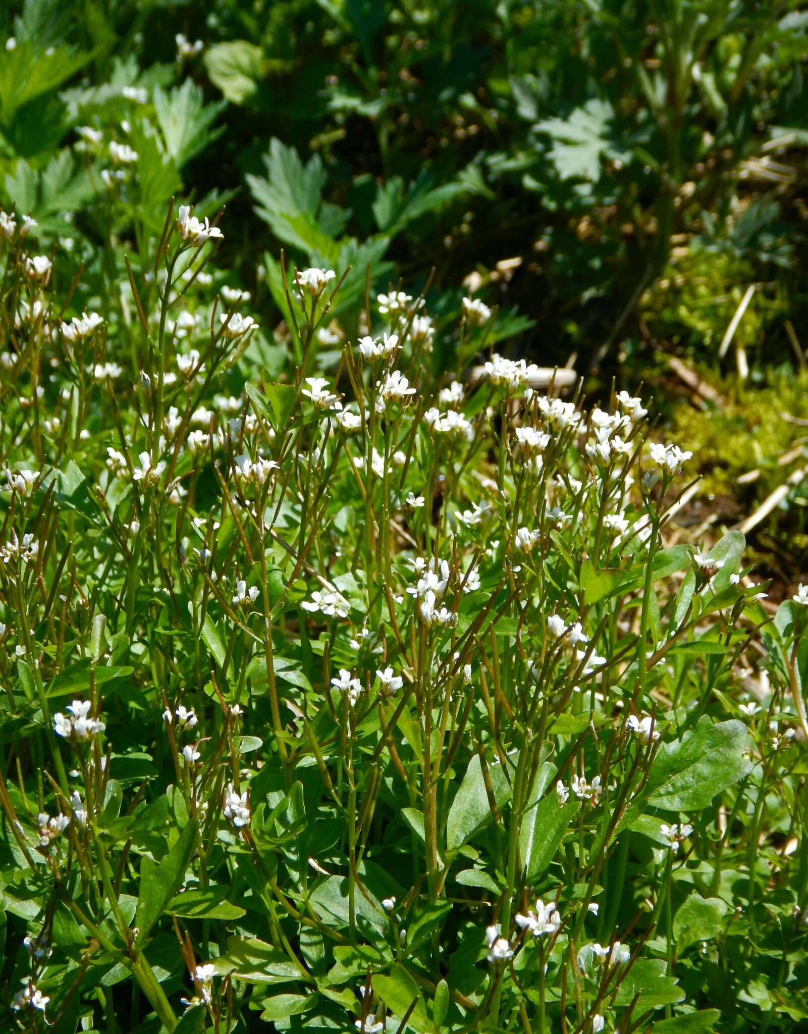 Image of Cardamine scutata Thunb.