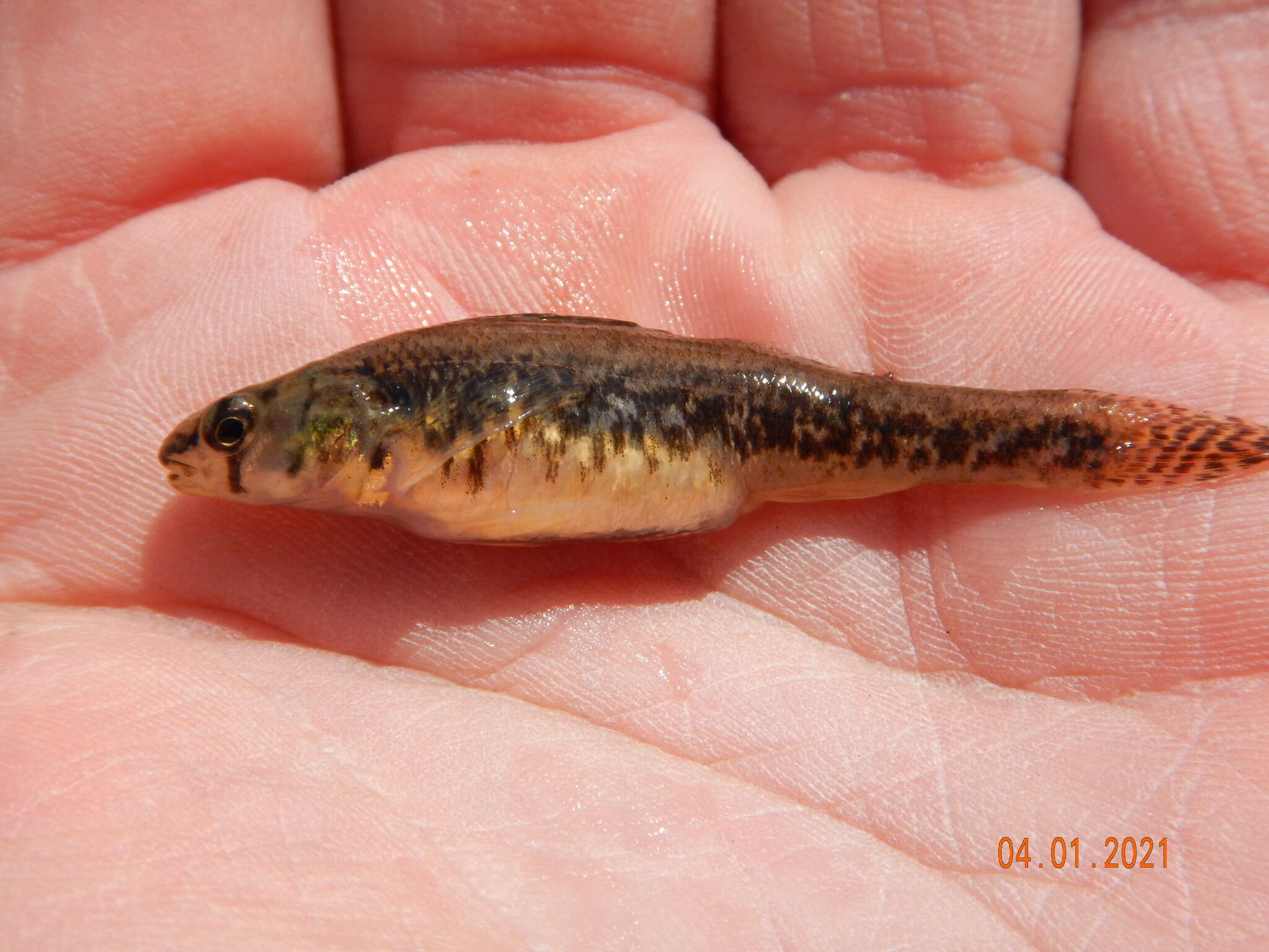 Image of Iowa Darter