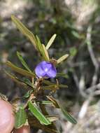 Image of brush hovea