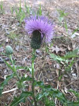 Image of sandhill thistle