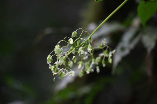 Image of Begonia glabra Aubl.