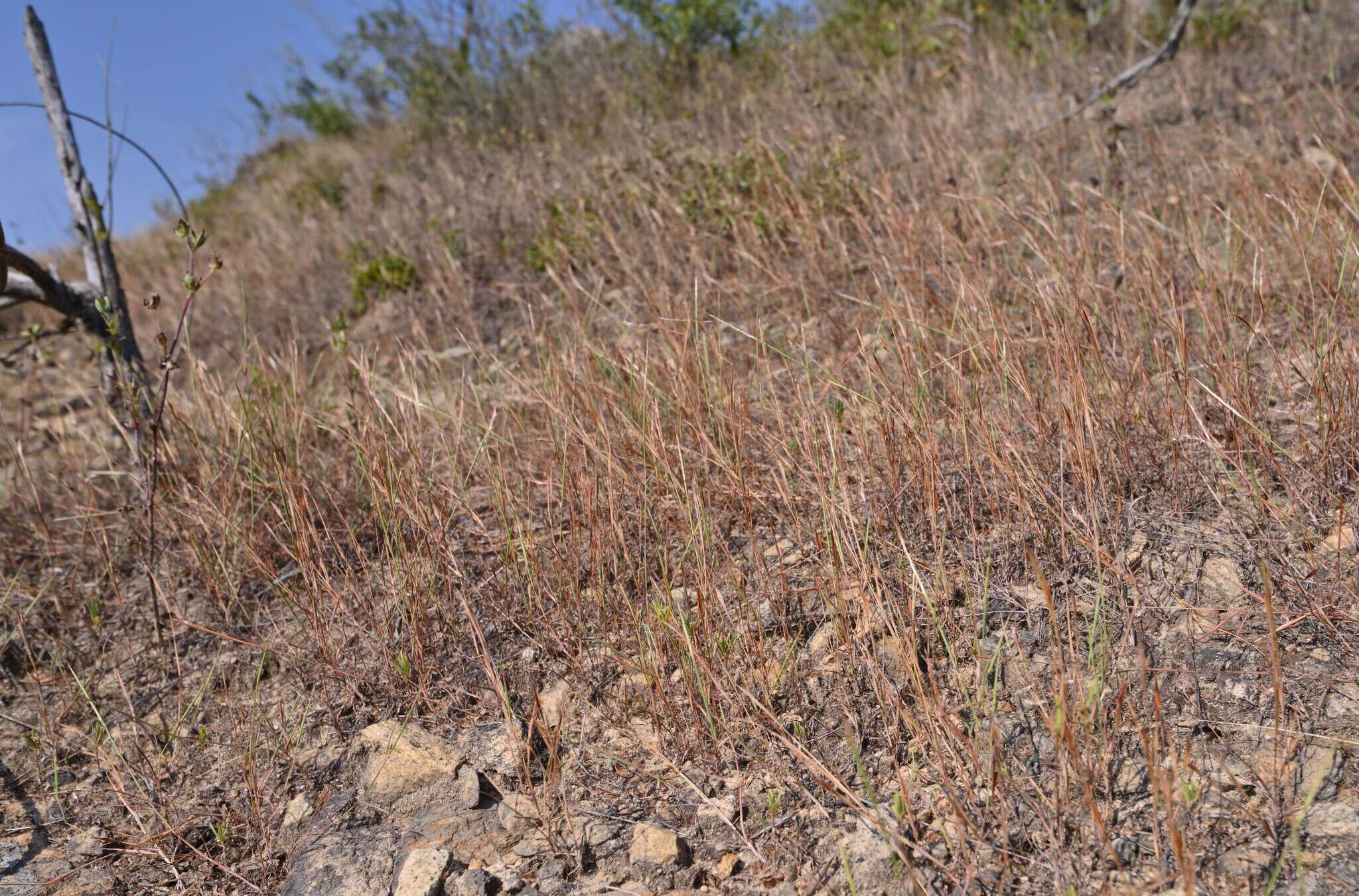 Sivun Schizachyrium fragile (R. Br.) A. Camus kuva