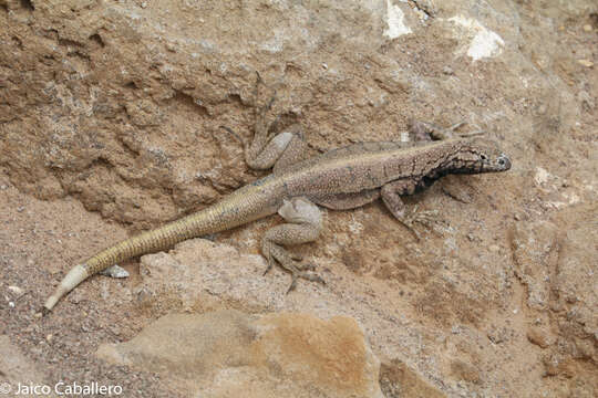 Image of Peru Pacific Iguana