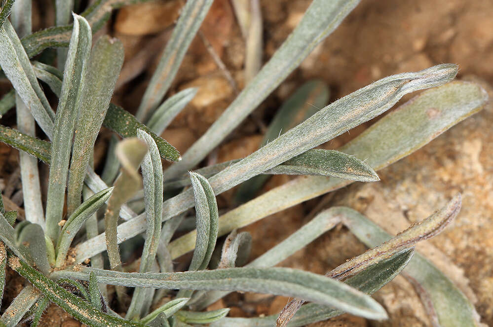 Слика од Erigeron clokeyi var. pinzliae G. L. Nesom