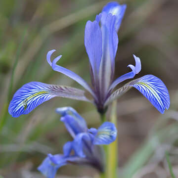 Image of Iris loczyi Kanitz