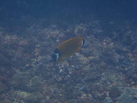 Image of Butterflyfish