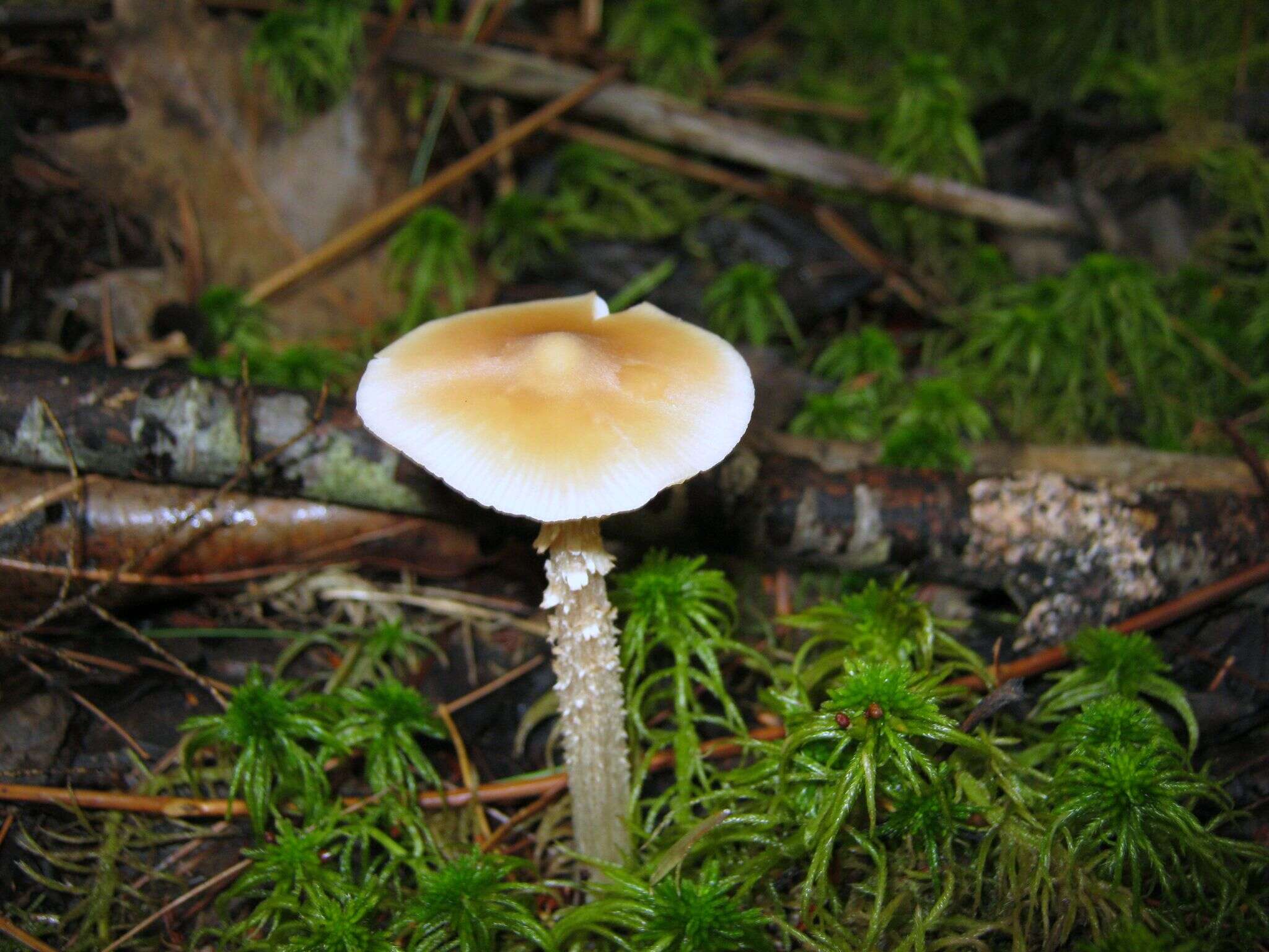 Imagem de Entoloma strictius (Peck) Sacc. 1887