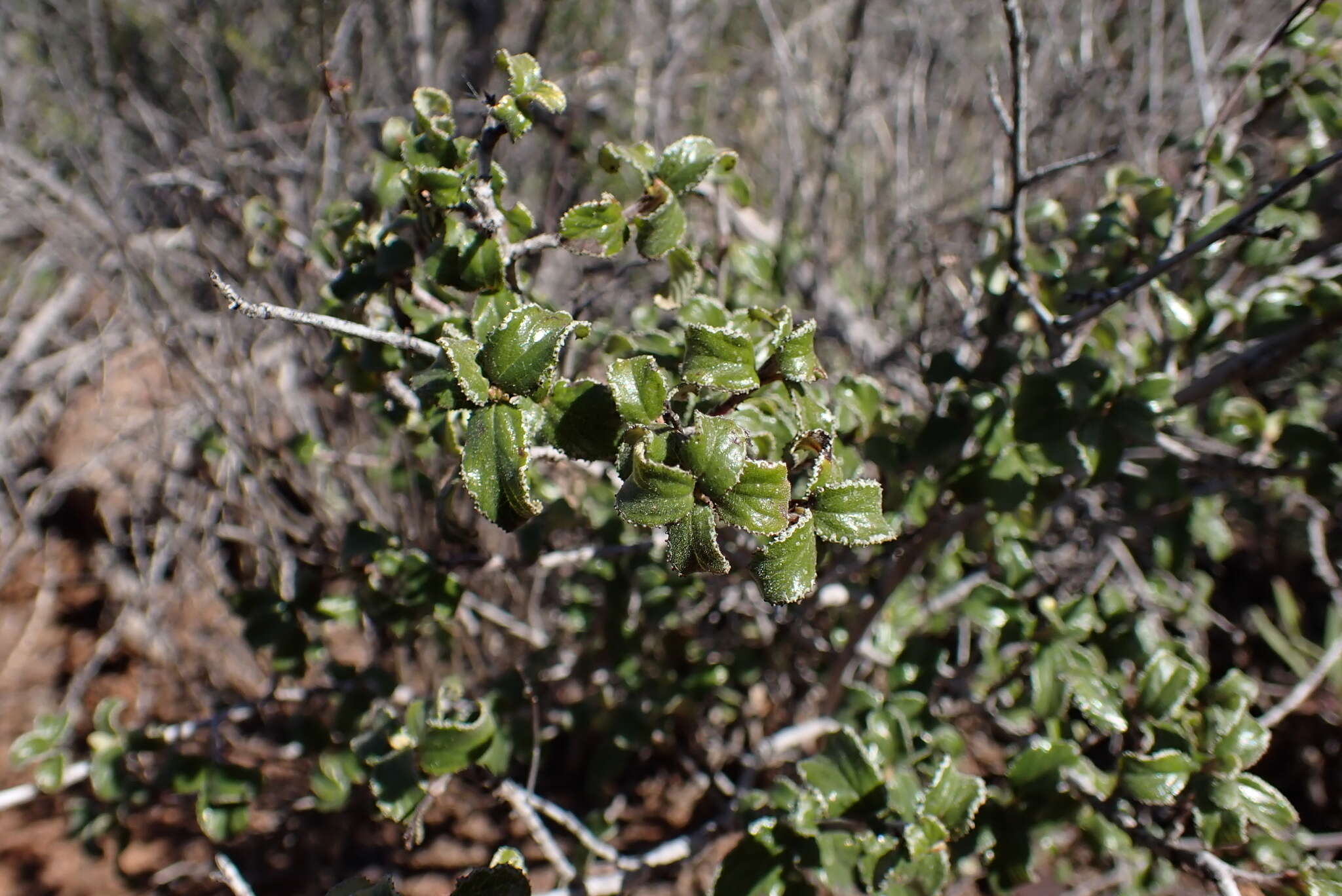 Image of Ceanothus foliosus var. viejasensis D. O. Burge & Rebman