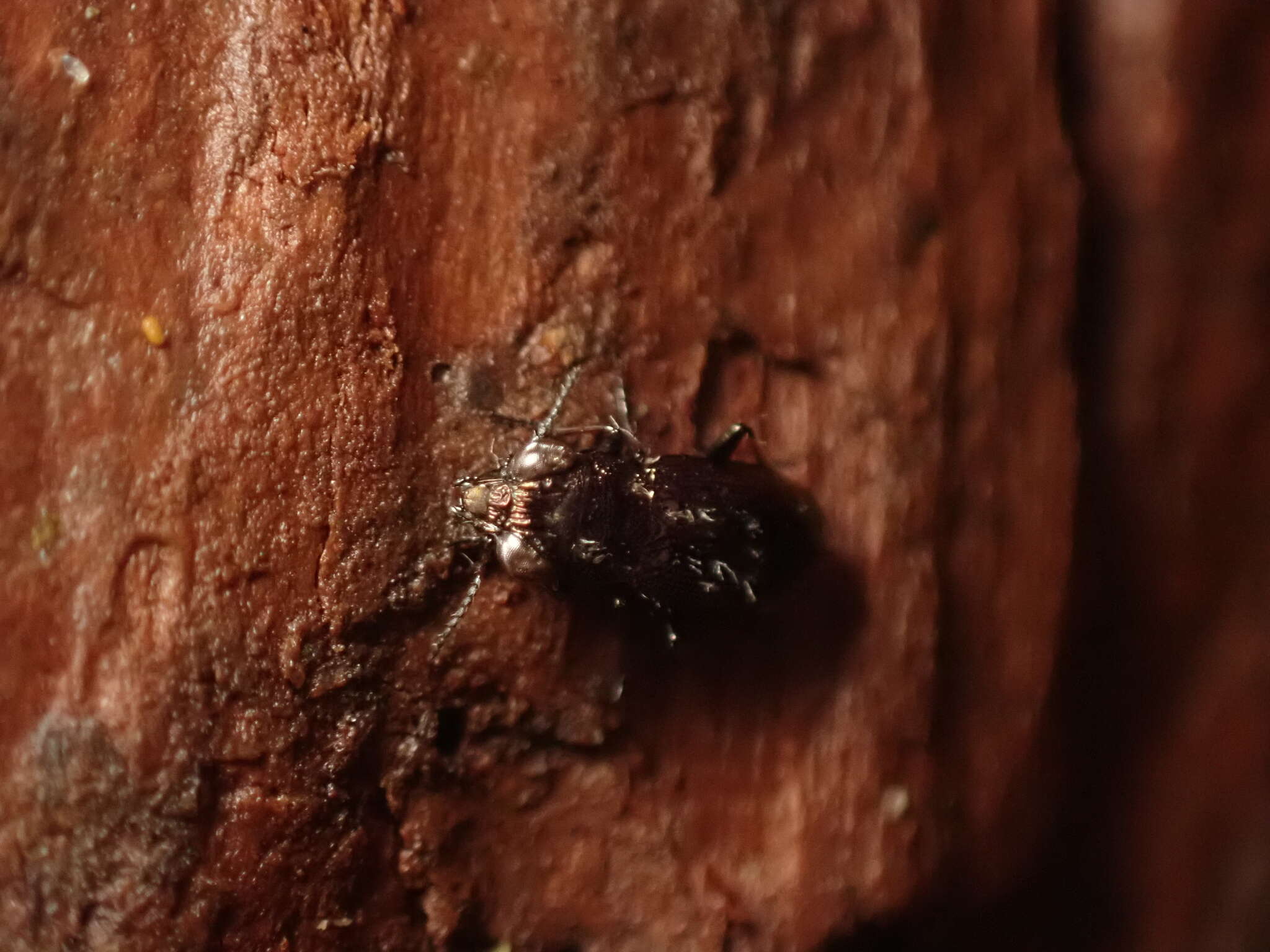 Image of Big-Eyed Bronze Beetle