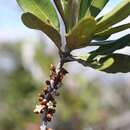Image of Pycnandra decandra subsp. coriacea (Baill.) Swenson & Munzinger
