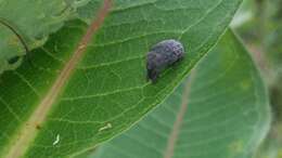 Image of Milkweed Stem Weevil