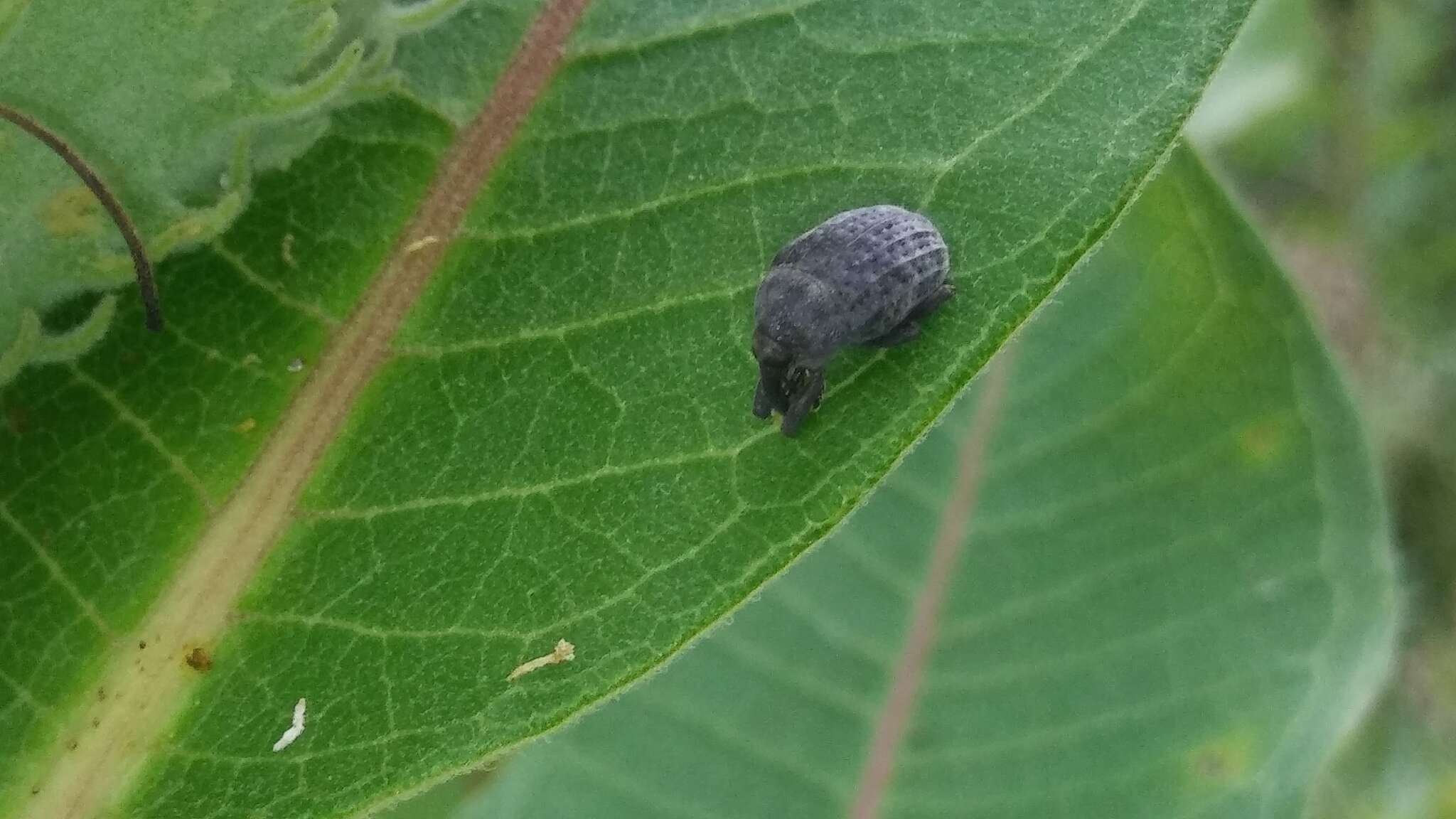 Image of Milkweed Stem Weevil