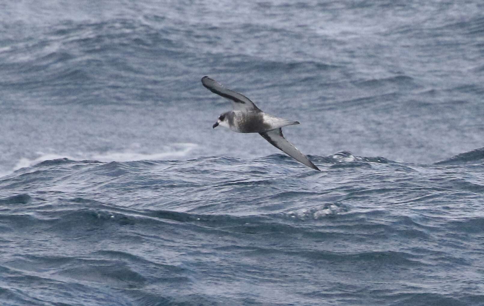 Image of Mottled Petrel