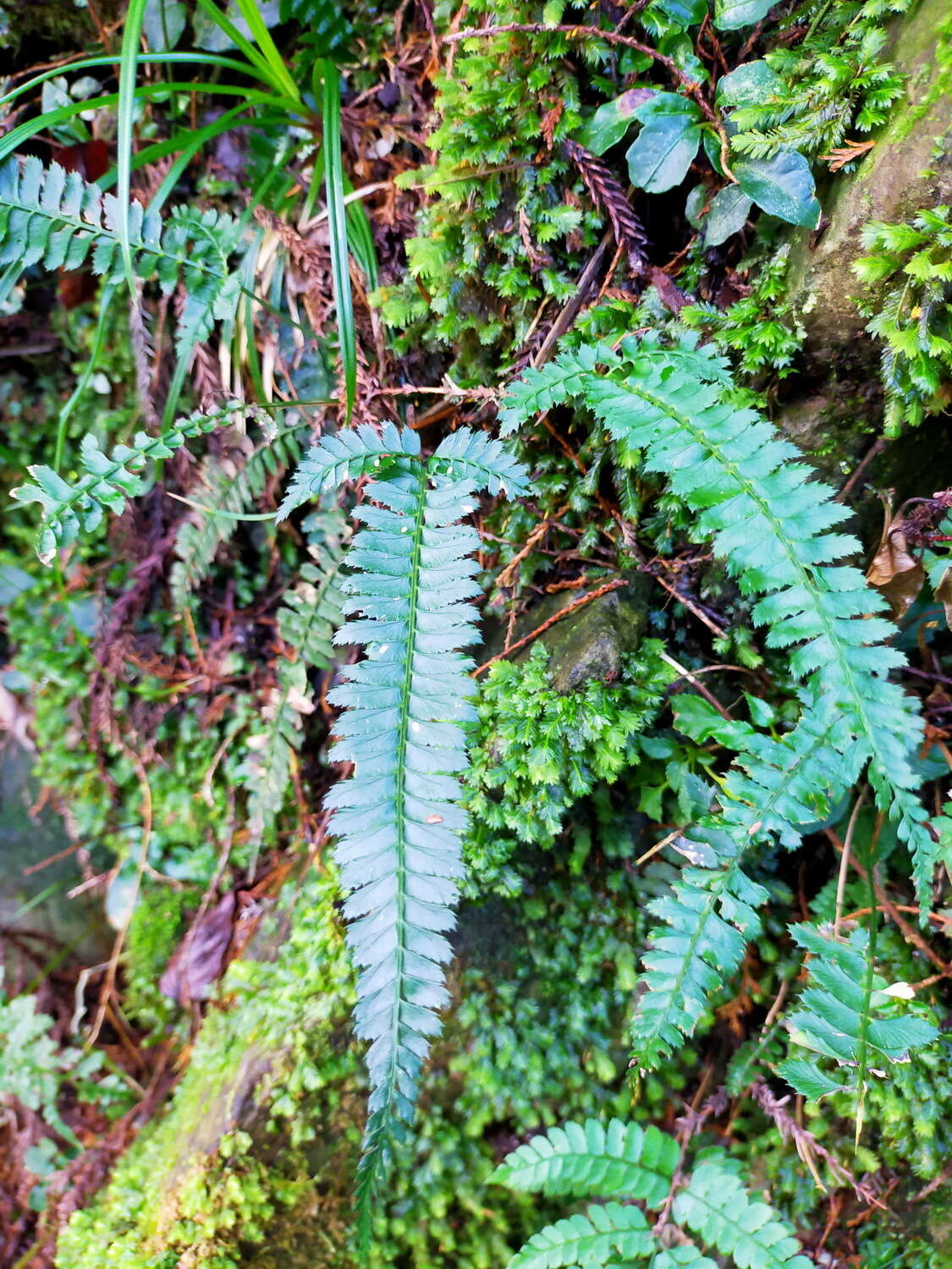 Image de Polystichum hancockii (Hance) Diels