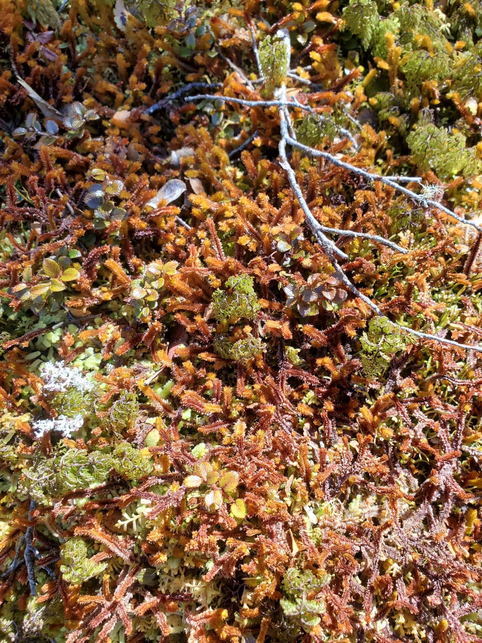 Image of Chandonanthus squarrosus (Menzies) Mitt.