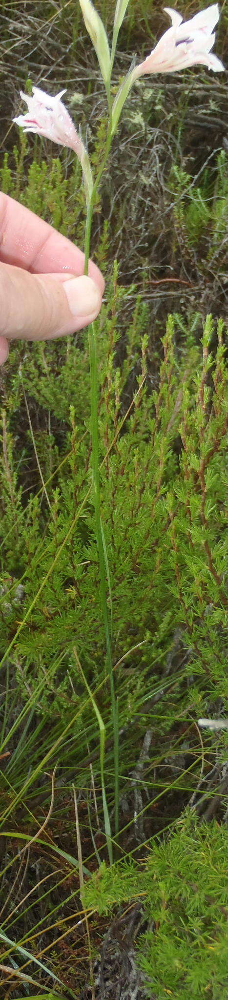 Plancia ëd Gladiolus nigromontanus Goldblatt