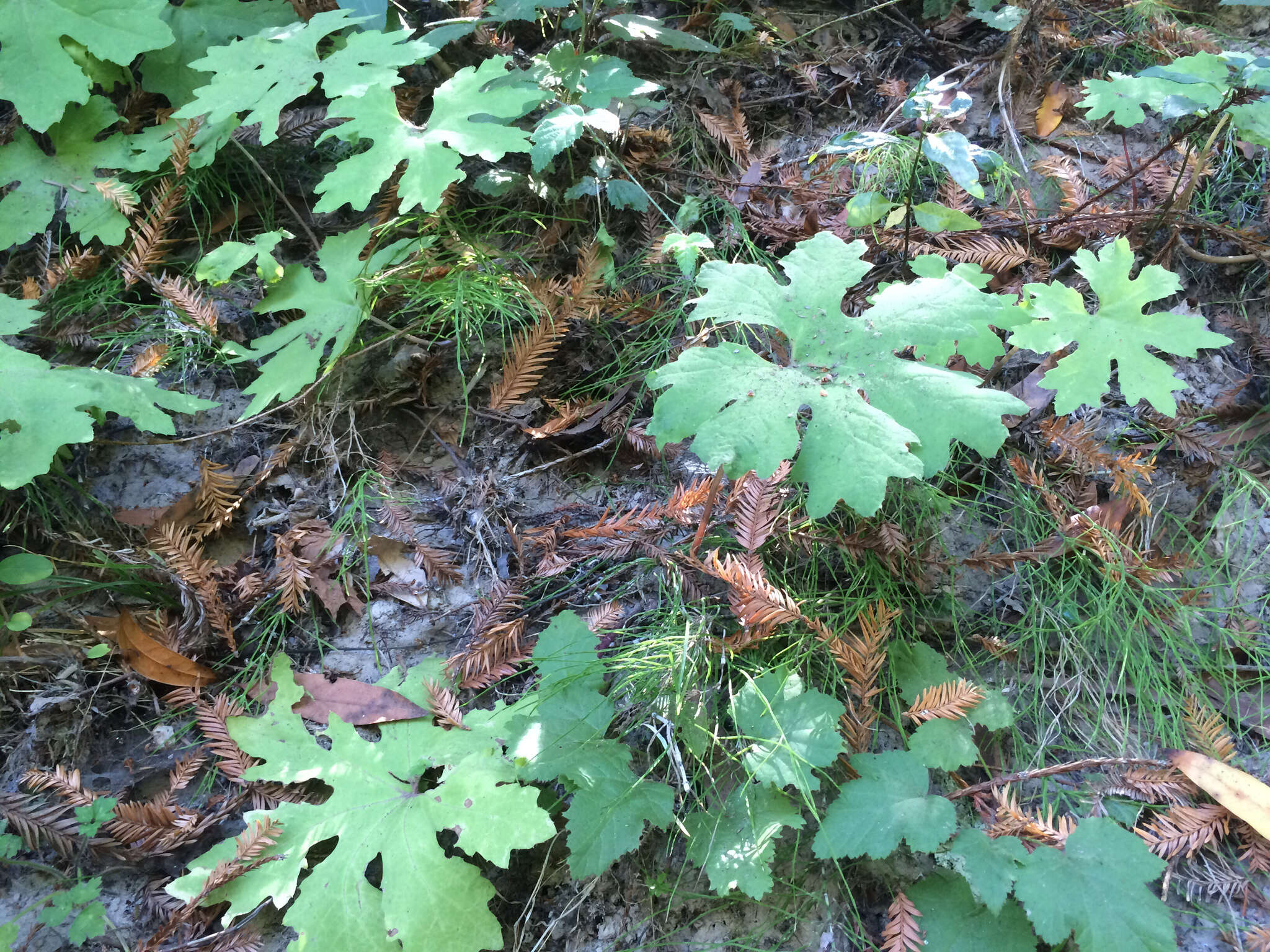 Petasites frigidus var. palmatus (Ait.) Cronq.的圖片