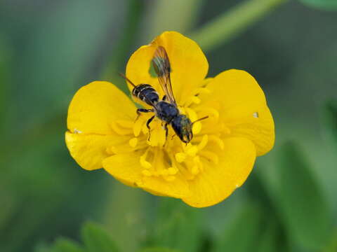 Imagem de Chelostoma florisomne (Linnaeus 1758)