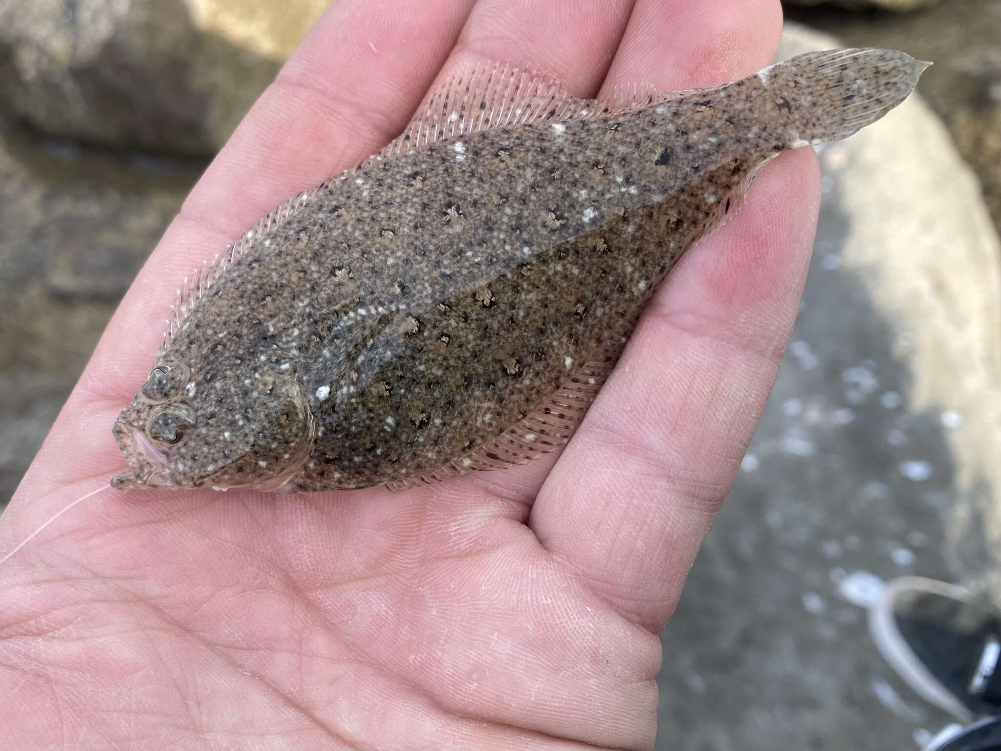 Image of Speckled sanddab