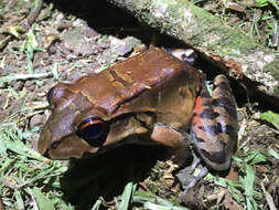 Image of Savage's Thin-toed Frog