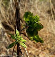 Image of Combretum violaceum (Tul.) C. C. H. Jongkind