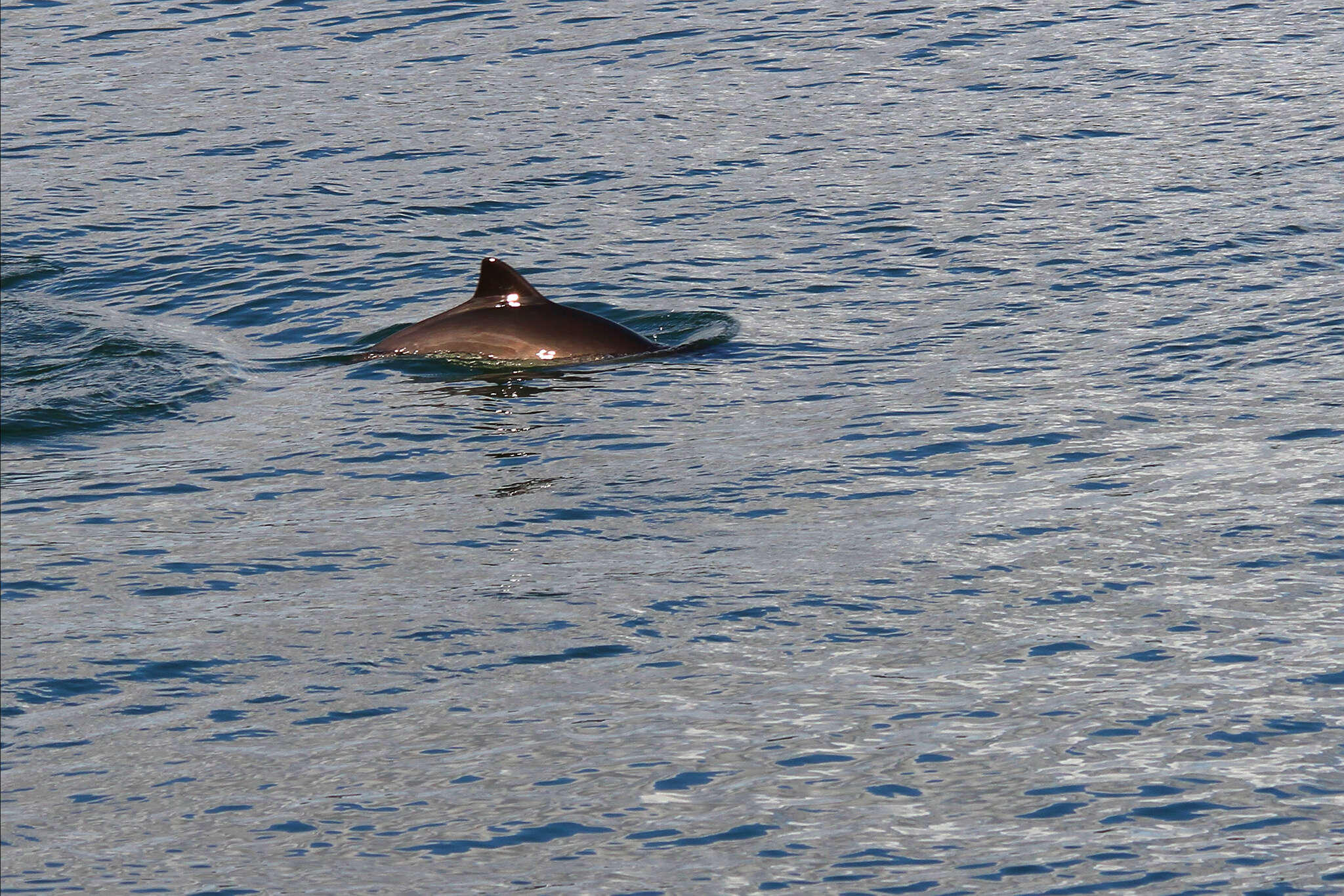 Image of porpoises