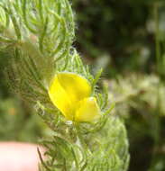 Image of Aspalathus asparagoides subsp. asparagoides