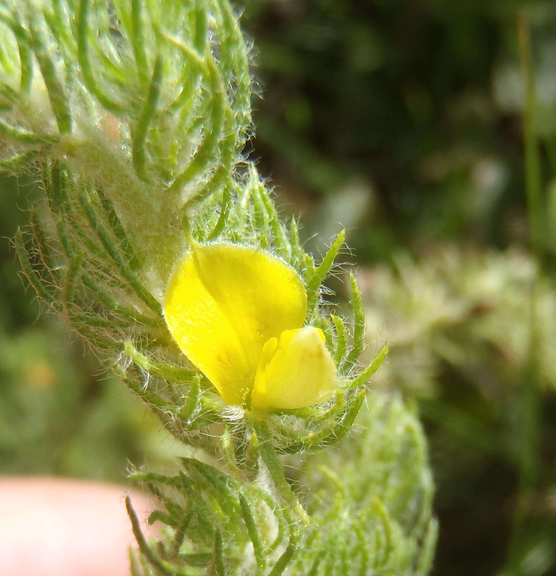 Image of Aspalathus asparagoides subsp. asparagoides