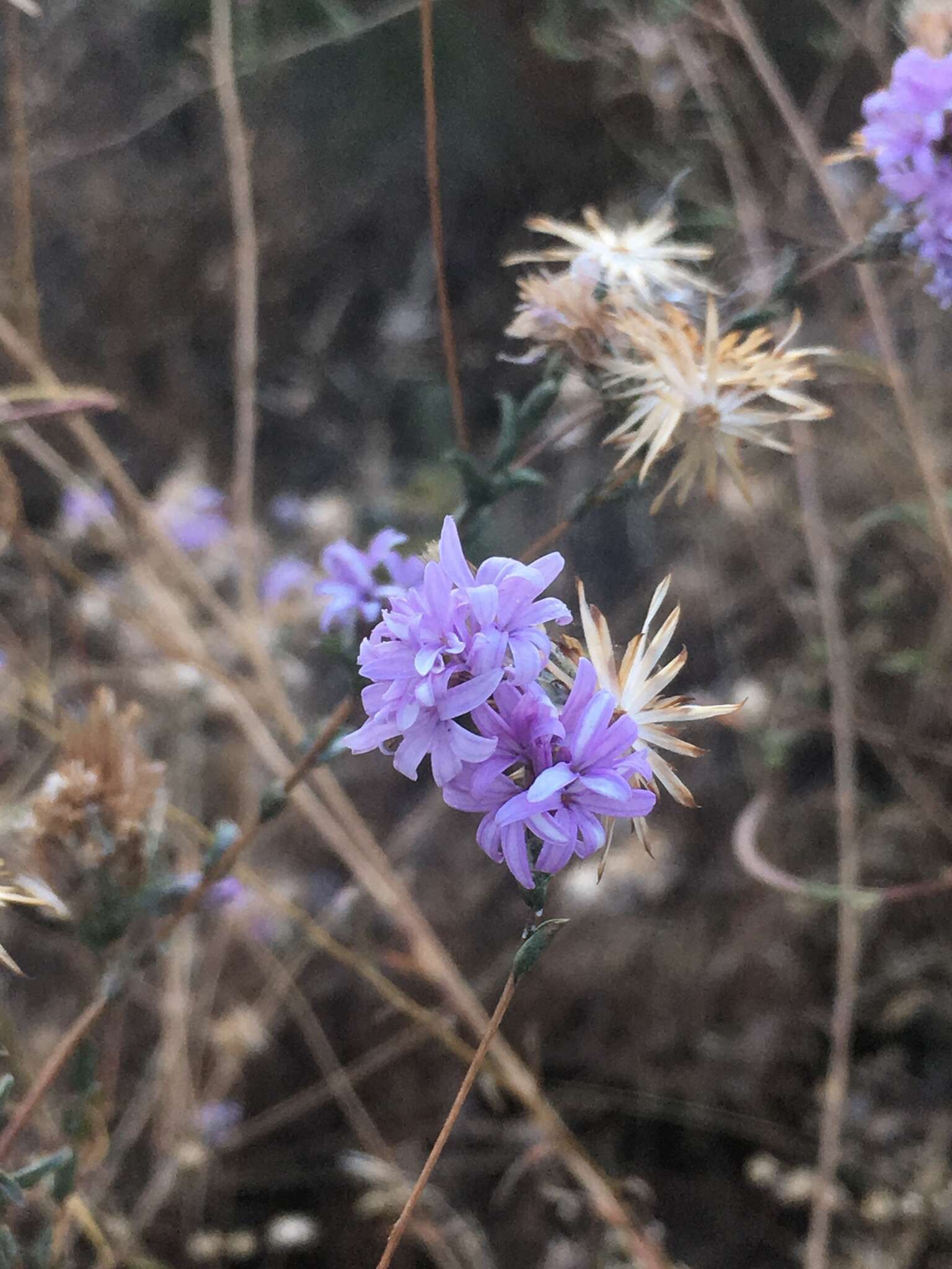 Plancia ëd Lessingia leptoclada A. Gray