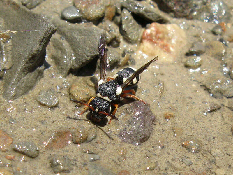 Sivun Brachyodynerus quadrimaculatus (André 1884) kuva