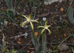 Image de Caladenia xantha Hopper & A. P. Br.