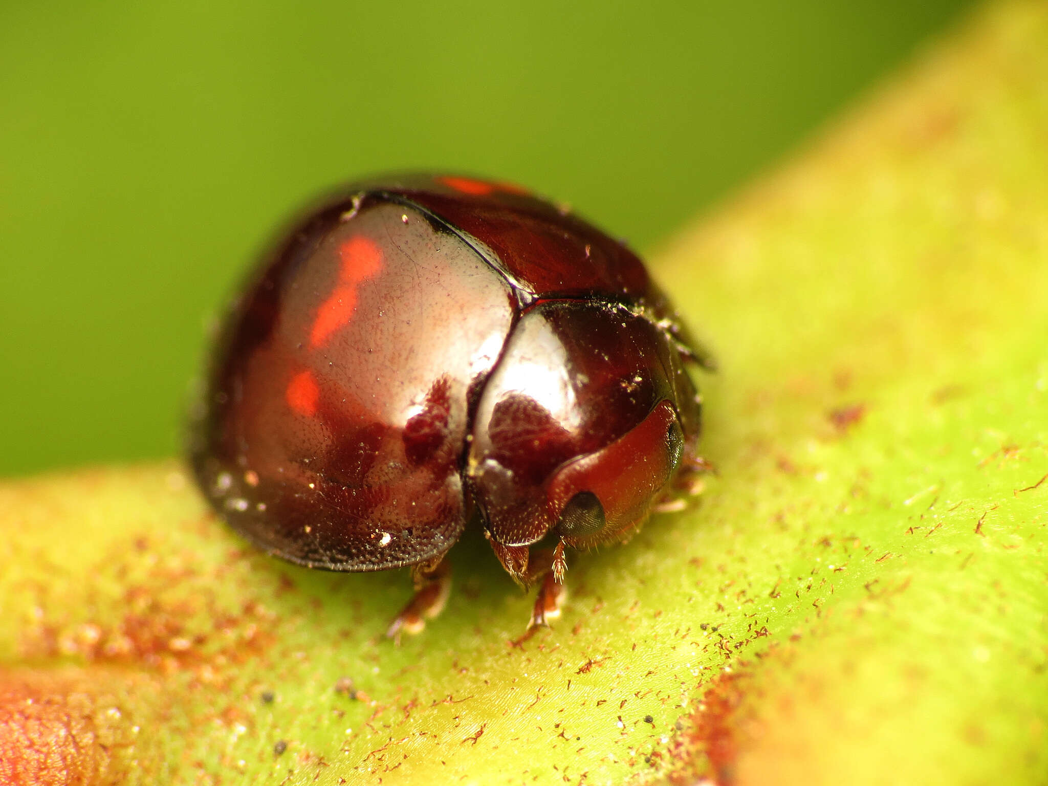 Image of heather ladybird