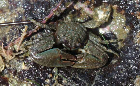 Image of Cabrillo porcelain crab