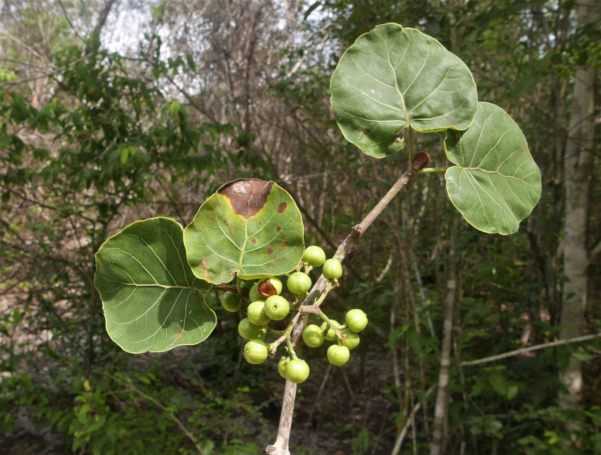 Imagem de Schizenterospermum rotundifolium Homolle ex Arènes