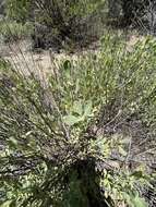 Sivun Salvia pachyphylla subsp. meridionalis R. M. Taylor kuva