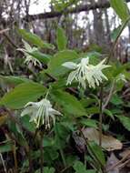 Prosartes maculata (Buckley) A. Gray的圖片