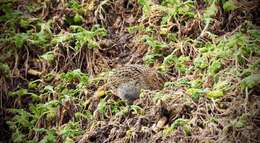 Image of Coenocorypha aucklandica perseverance Miskelly, Baker & AJ 2010