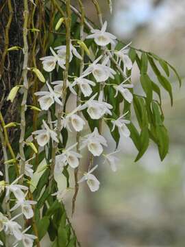 Imagem de Dendrobium polyanthum Wall. ex Lindl.