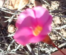 Image of Oxalis confertifolia (Kuntze) Knuth