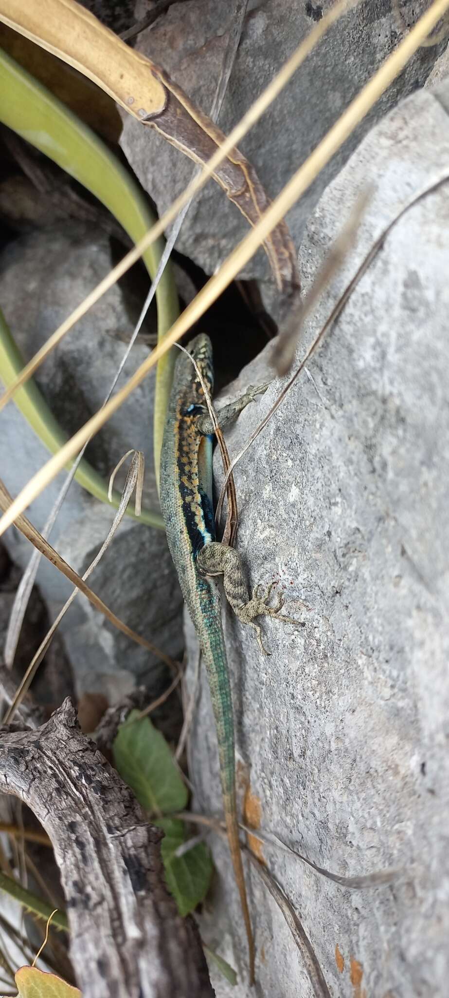 Sceloporus couchii Baird 1859的圖片