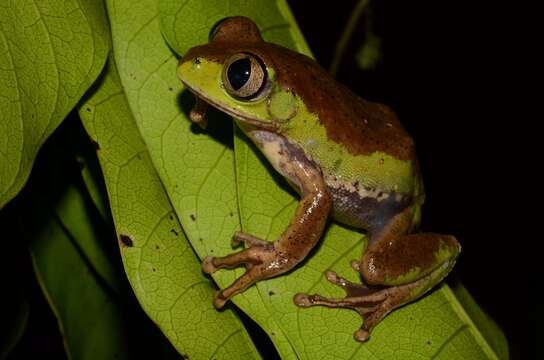 Imagem de Leptopelis notatus (Peters 1875)