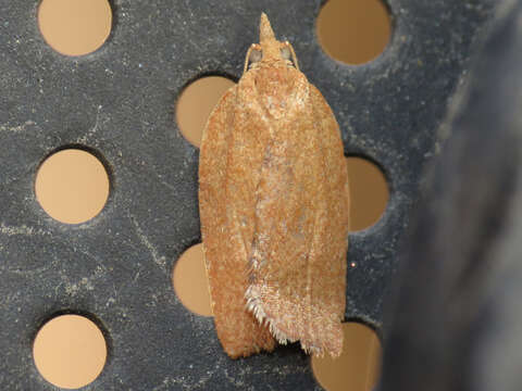 Image of Light brown apple moth