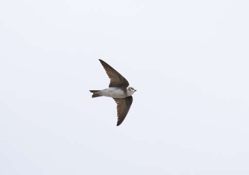 Image of Pale Martin