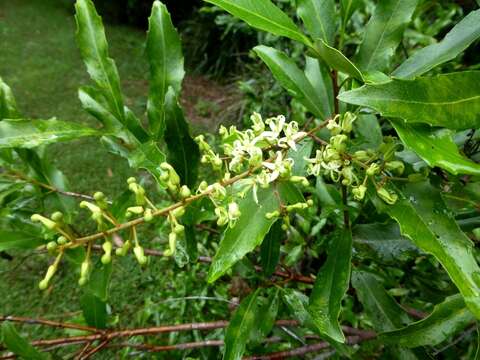 Image of Lomatia arborescens L. Fraser & Vickery