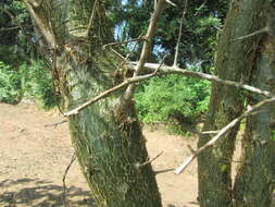 Image of Sweet-root corkwood