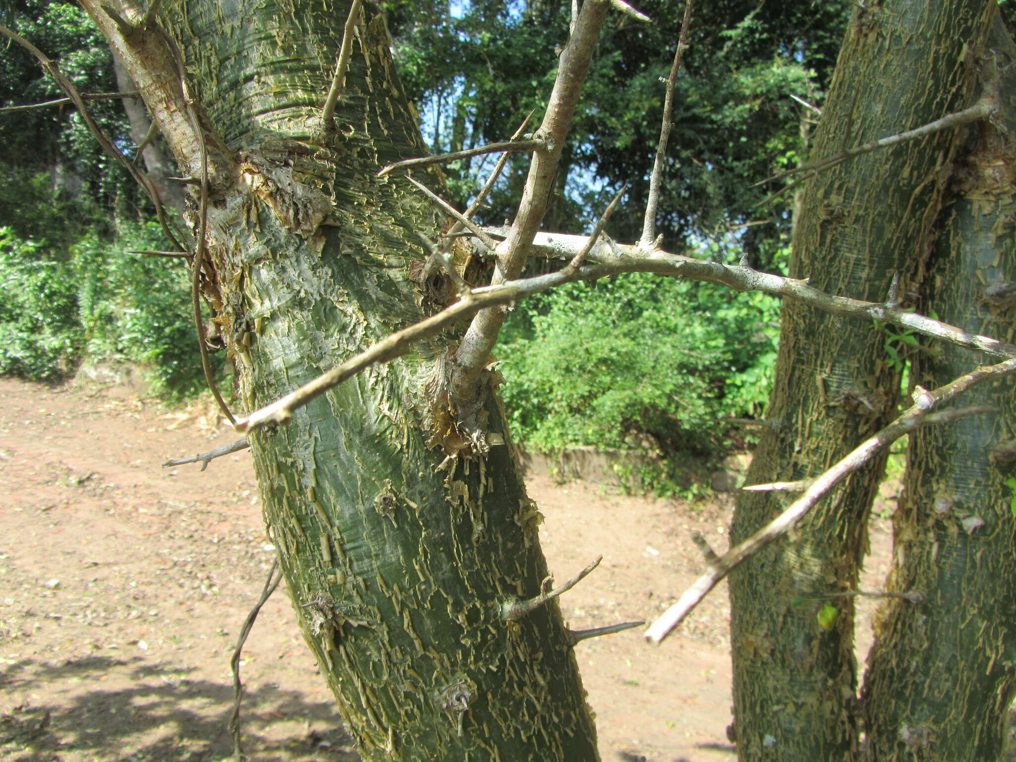 Image of Sweet-root corkwood