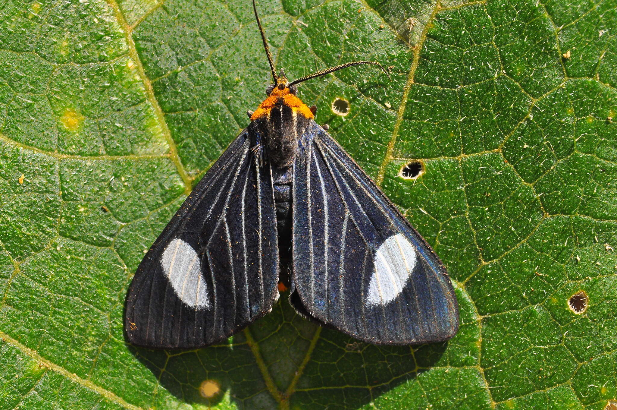 Image of Calodesma collaris Drury 1782